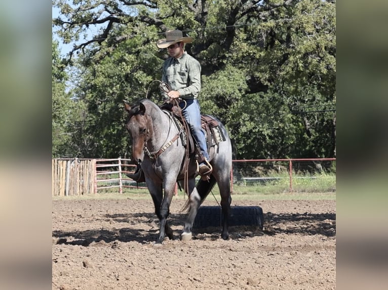 Quarter horse américain Hongre 6 Ans Roan-Bay in Ponder