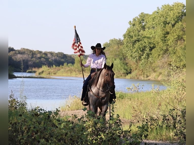 Quarter horse américain Hongre 6 Ans Roan-Bay in Ponder