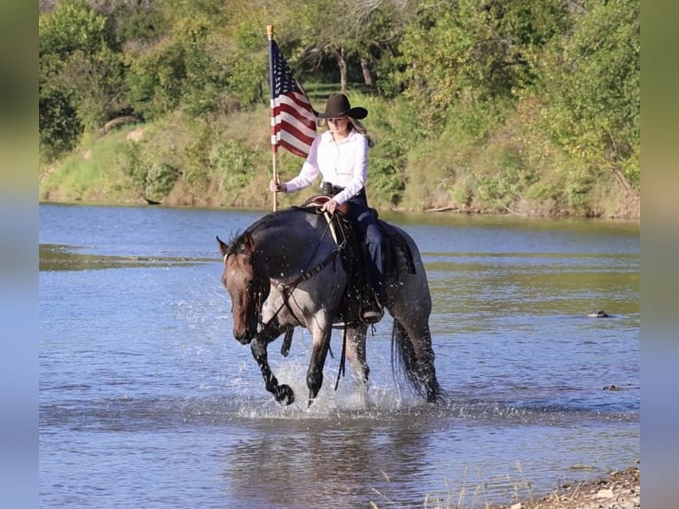 Quarter horse américain Hongre 6 Ans Roan-Bay in Ponder