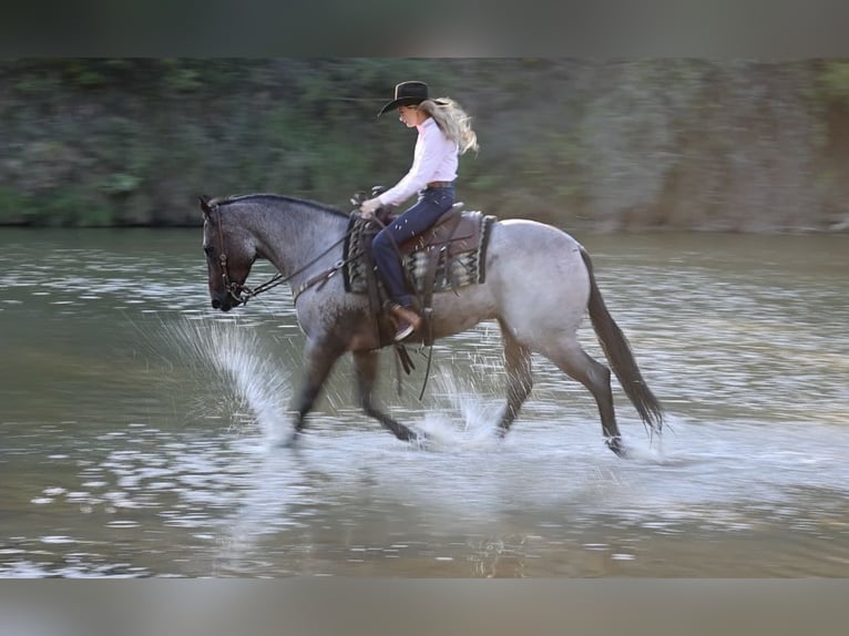 Quarter horse américain Hongre 6 Ans Roan-Bay in Ponder