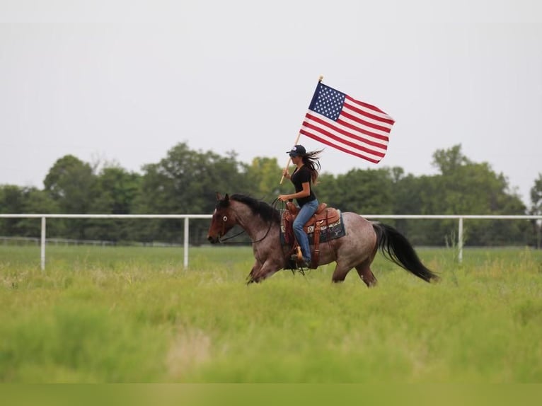 Quarter horse américain Hongre 6 Ans Roan-Bay in Joshua, TX