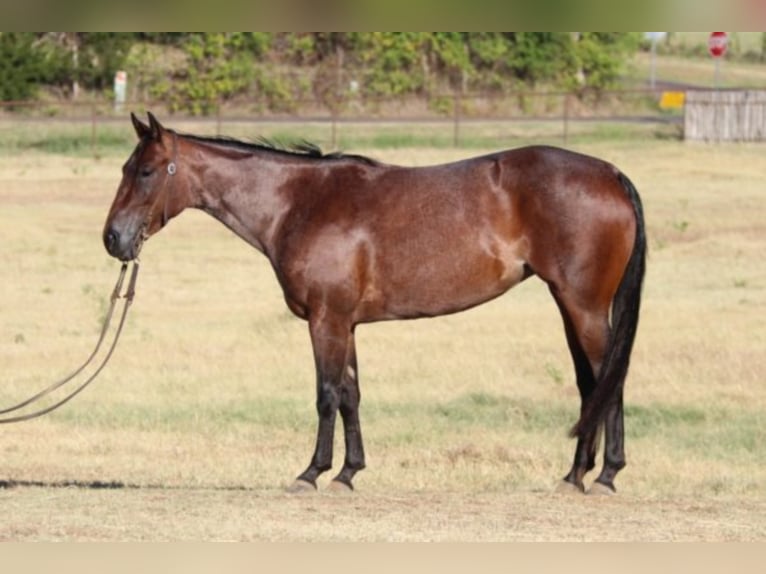 Quarter horse américain Hongre 6 Ans Roan-Bay in Fort Worth TX