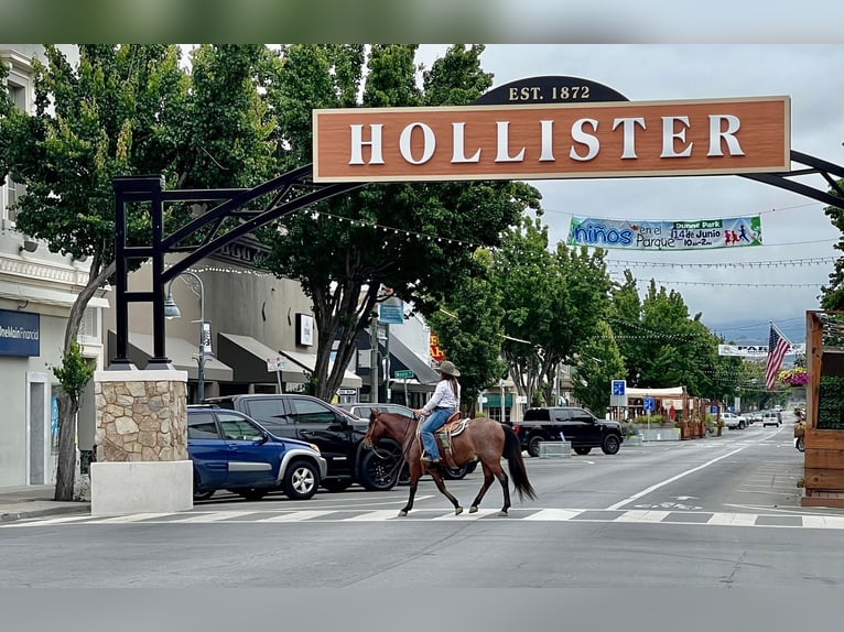Quarter horse américain Hongre 6 Ans Roan-Bay in Paso Robles, CA