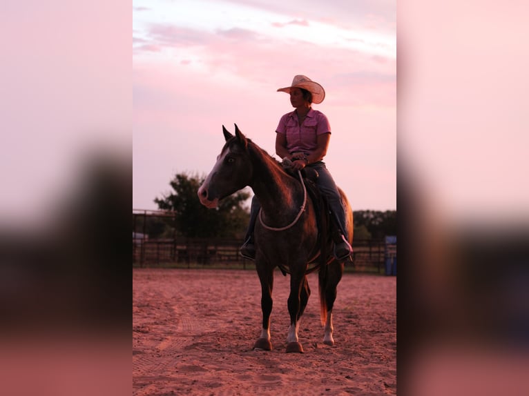 Quarter horse américain Hongre 6 Ans Roan-Bay in Stephenville TX