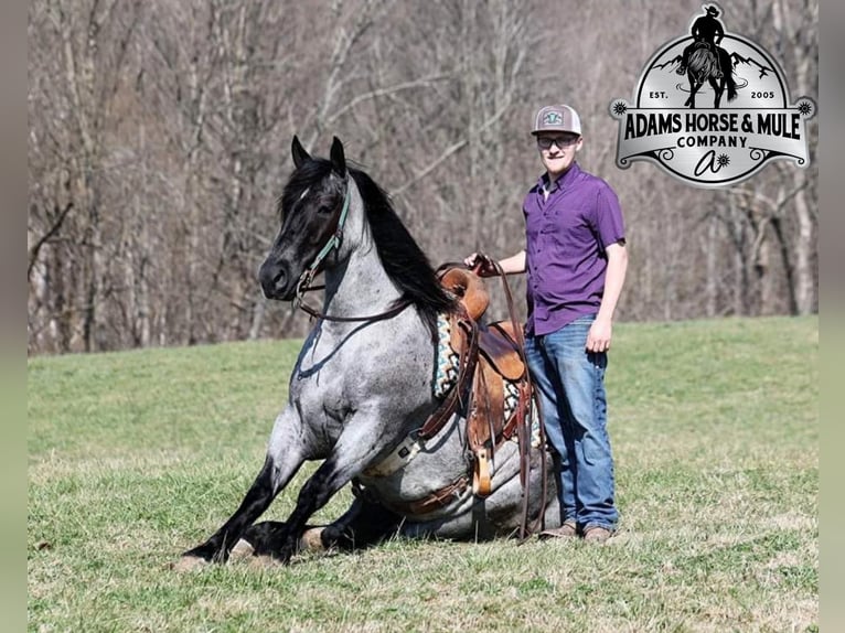 Quarter horse américain Hongre 6 Ans Rouan Bleu in Mount Vernon