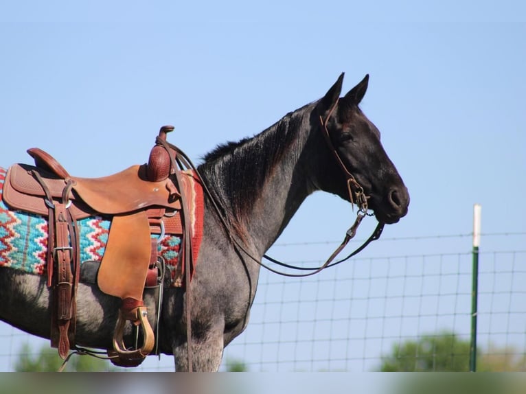 Quarter horse américain Hongre 6 Ans Rouan Bleu in Sonora, KY