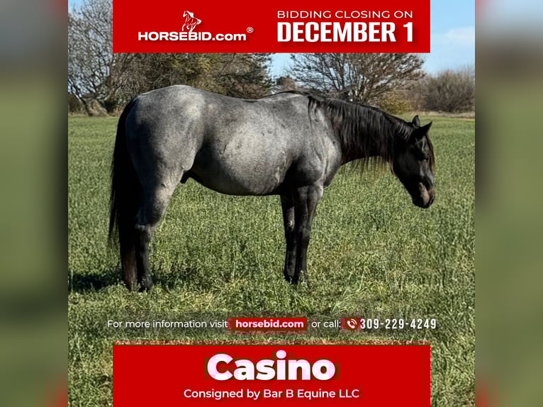 Quarter horse américain Hongre 6 Ans Rouan Bleu in Princeville