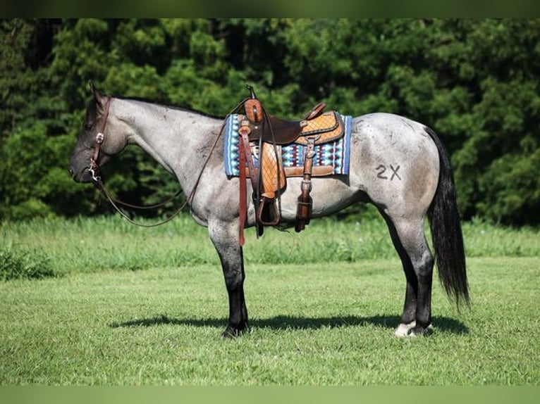 Quarter horse américain Hongre 6 Ans Rouan Bleu in Mount Vernon
