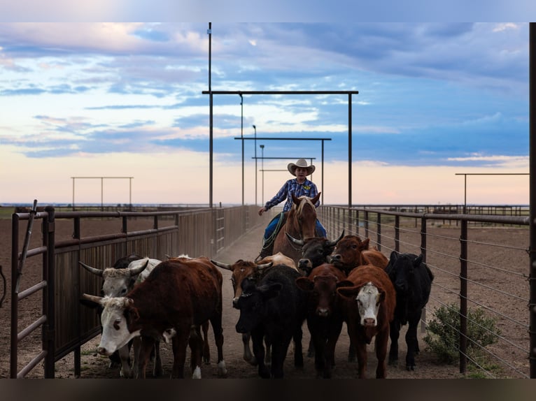 Quarter horse américain Hongre 6 Ans Rouan Rouge in Canyon