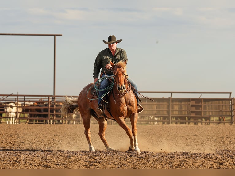 Quarter horse américain Hongre 6 Ans Rouan Rouge in Canyon