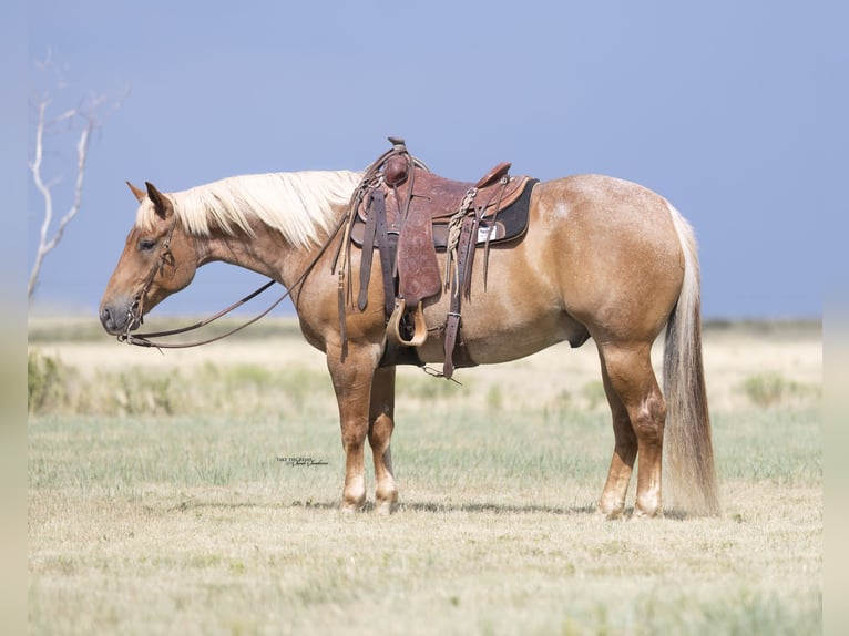 Quarter horse américain Hongre 6 Ans Rouan Rouge in Canyon