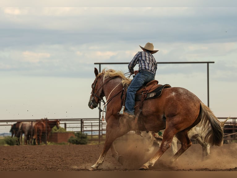 Quarter horse américain Hongre 6 Ans Rouan Rouge in Canyon