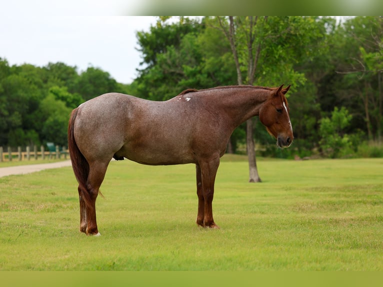 Quarter horse américain Hongre 6 Ans Rouan Rouge in Forney