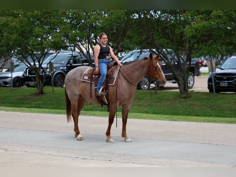 Quarter horse américain Hongre 6 Ans Rouan Rouge in Forney