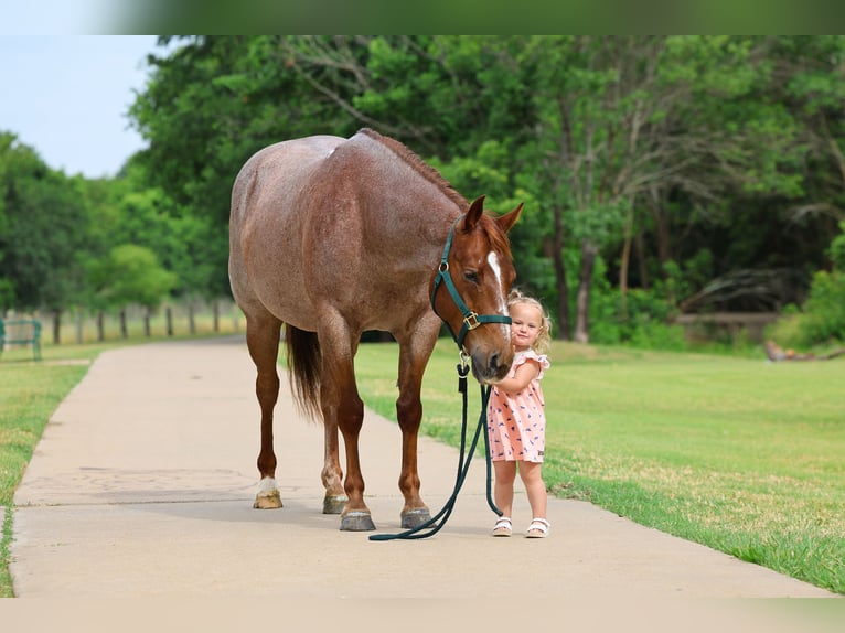 Quarter horse américain Hongre 6 Ans Rouan Rouge in Forney
