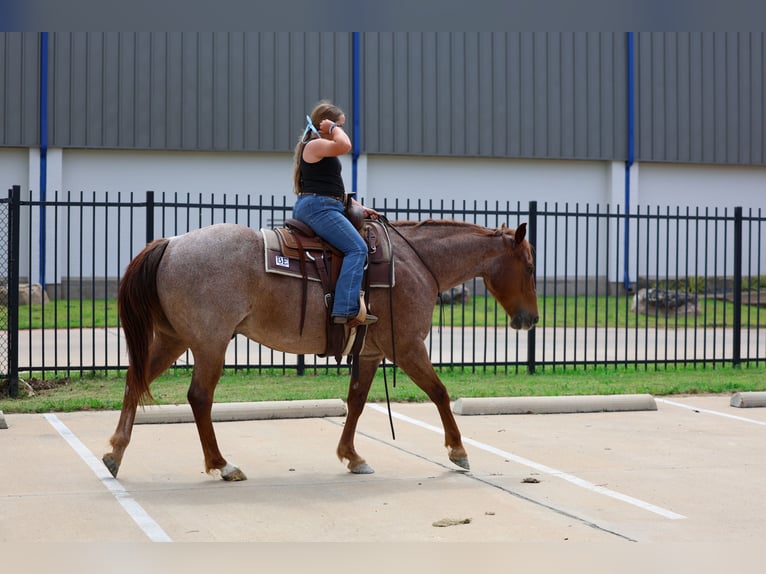Quarter horse américain Hongre 6 Ans Rouan Rouge in Forney