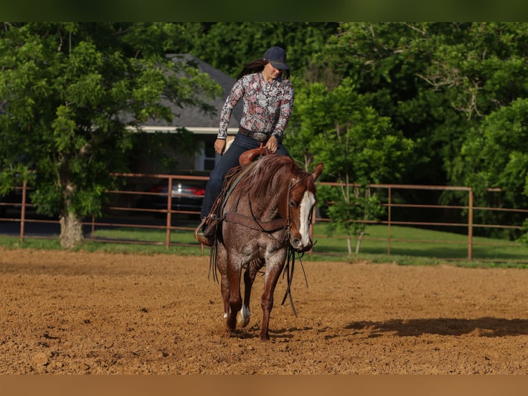 Quarter horse américain Hongre 6 Ans Rouan Rouge in Rusk