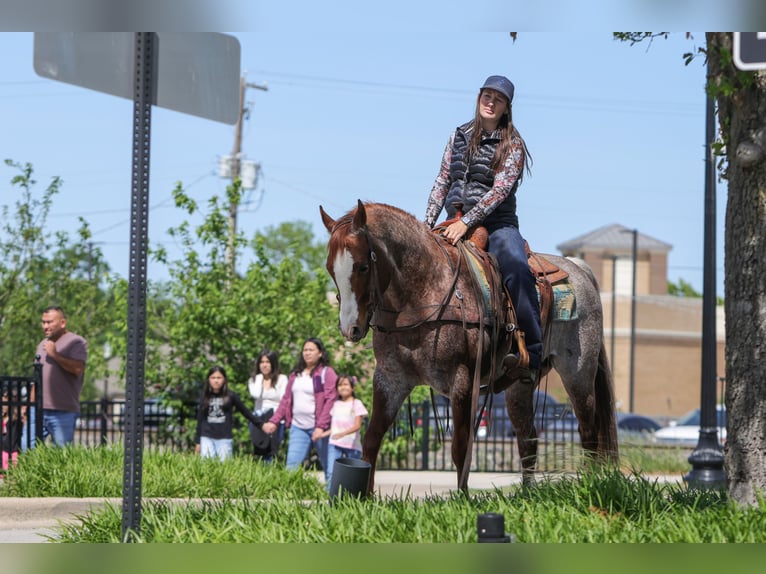 Quarter horse américain Hongre 6 Ans Rouan Rouge in Rusk