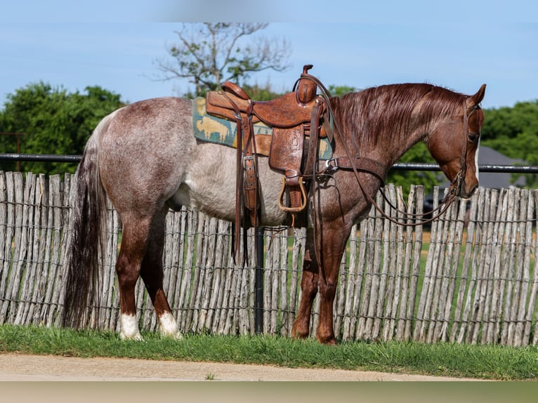 Quarter horse américain Hongre 6 Ans Rouan Rouge in Rusk