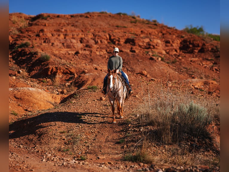 Quarter horse américain Hongre 6 Ans Rouan Rouge in Amarillo
