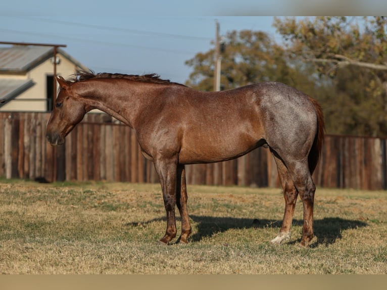 Quarter horse américain Hongre 6 Ans Rouan Rouge in Stephenville