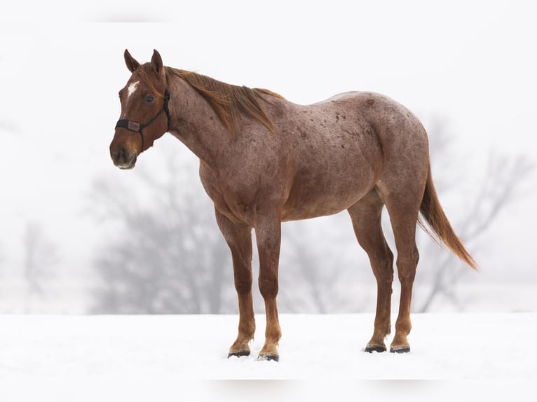 Quarter horse américain Hongre 6 Ans Rouan Rouge in Decorah, IA