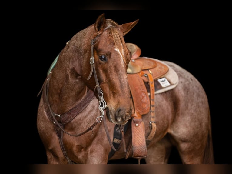 Quarter horse américain Hongre 6 Ans Rouan Rouge in Decorah, IA