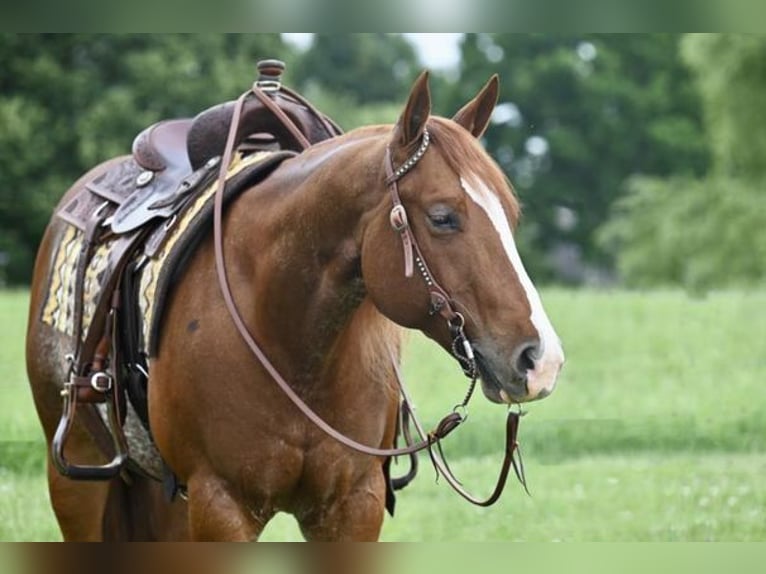 Quarter horse américain Hongre 6 Ans Rouan Rouge in Jackson, OH