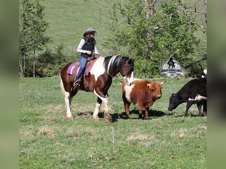 Quarter horse américain Hongre 6 Ans Tobiano-toutes couleurs in Mount Vernon