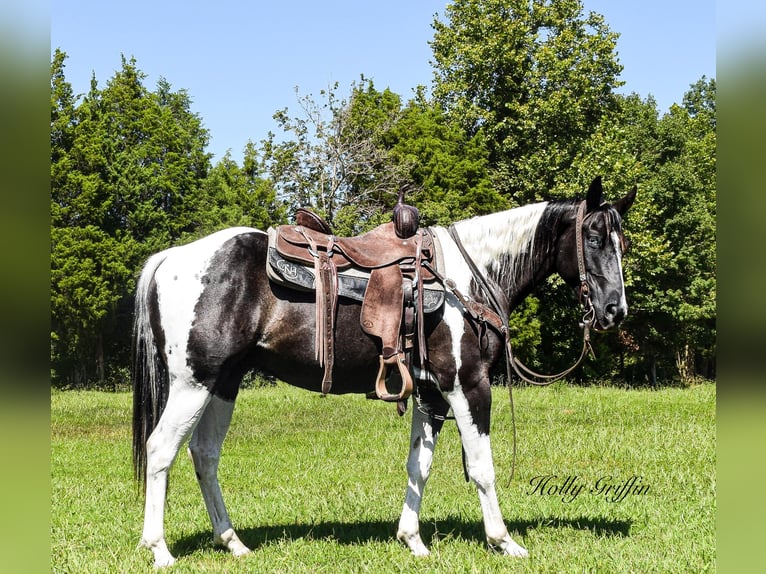Quarter horse américain Hongre 6 Ans Tobiano-toutes couleurs in Greenville KY