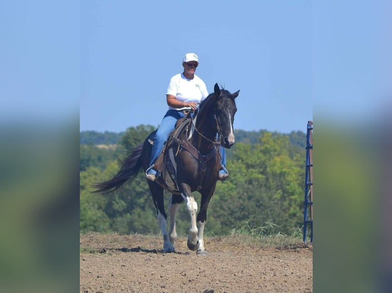 Quarter horse américain Hongre 6 Ans Tobiano-toutes couleurs in Princeton MO