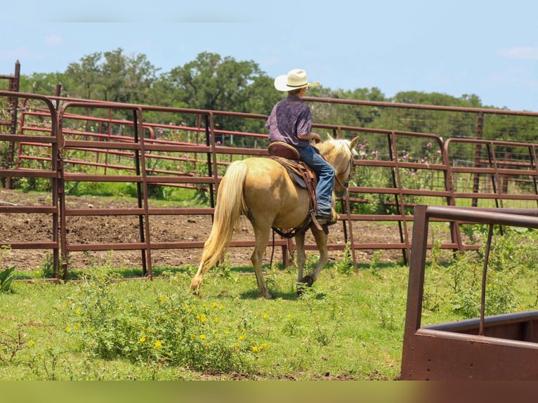Quarter horse américain Hongre 7 Ans 124 cm Palomino in Stephenville tX