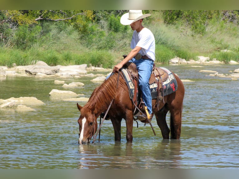 Quarter horse américain Hongre 7 Ans 130 cm Alezan brûlé in Stephenville TX