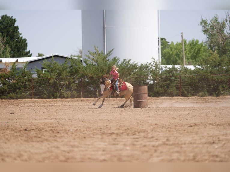 Quarter horse américain Hongre 7 Ans 132 cm Buckskin in Canyon TX