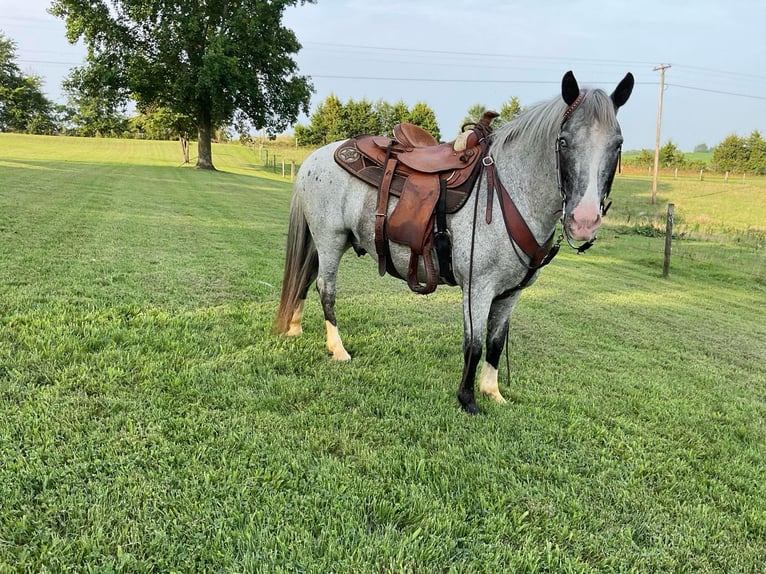 Quarter horse américain Hongre 7 Ans 135 cm Rouan Bleu in Cave City KY