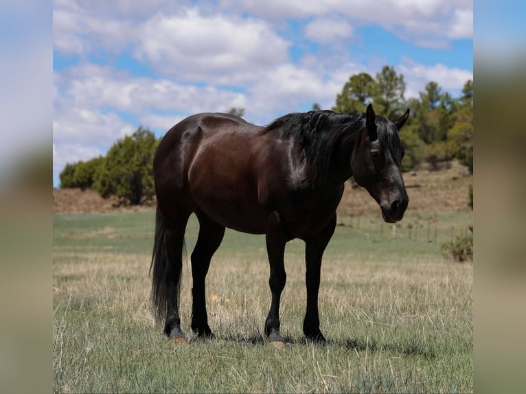 Quarter horse américain Hongre 7 Ans 140 cm Noir in Cottonwood AZ