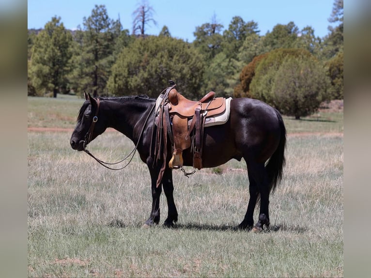 Quarter horse américain Hongre 7 Ans 140 cm Noir in Cottonwood AZ