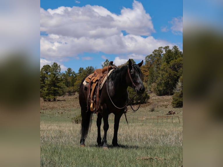 Quarter horse américain Hongre 7 Ans 140 cm Noir in Cottonwood AZ