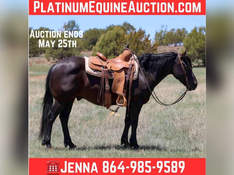 Quarter horse américain Hongre 7 Ans 140 cm Noir in Cottonwood AZ