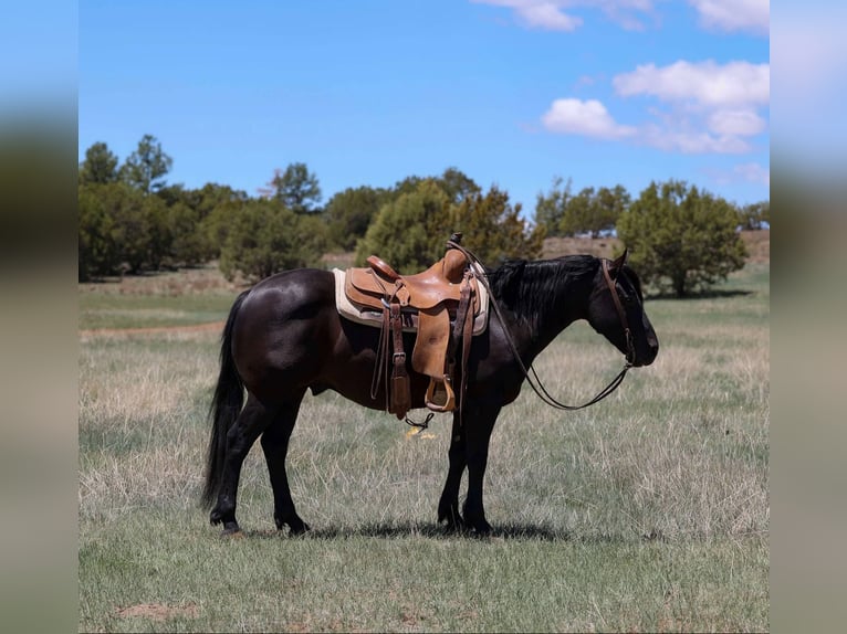 Quarter horse américain Hongre 7 Ans 140 cm Noir in Cottonwood AZ