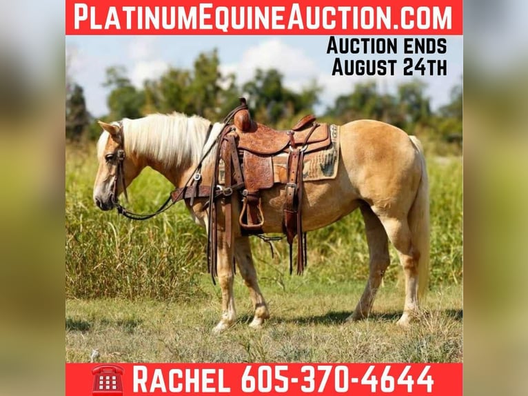 Quarter horse américain Hongre 7 Ans 140 cm Palomino in Rusk TX
