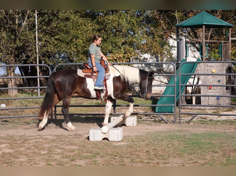 Quarter horse américain Hongre 7 Ans 140 cm Pinto in Forney