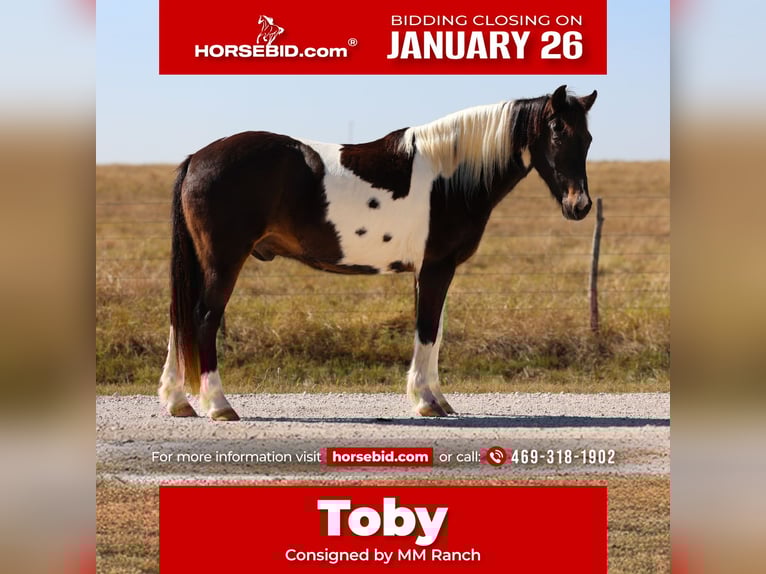 Quarter horse américain Hongre 7 Ans 140 cm Pinto in Forney