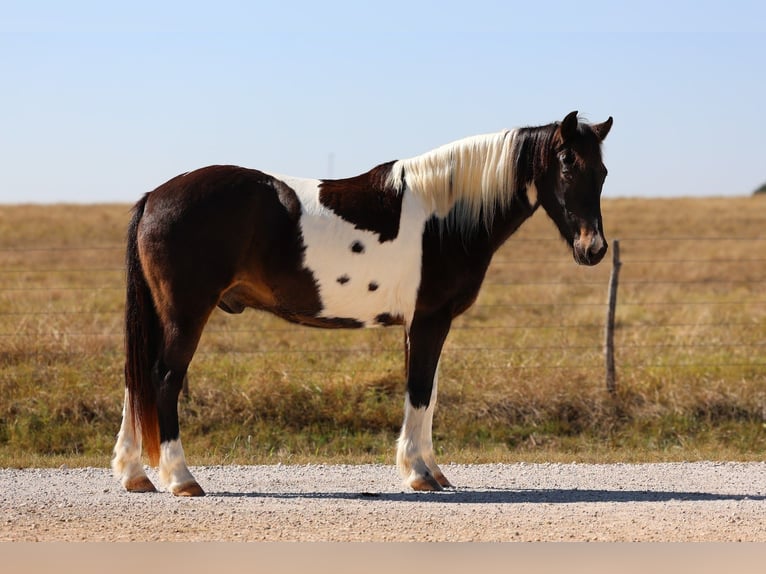 Quarter horse américain Hongre 7 Ans 140 cm Pinto in Forney