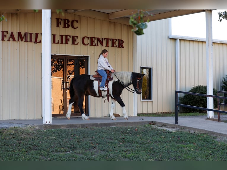 Quarter horse américain Hongre 7 Ans 140 cm Pinto in Forney
