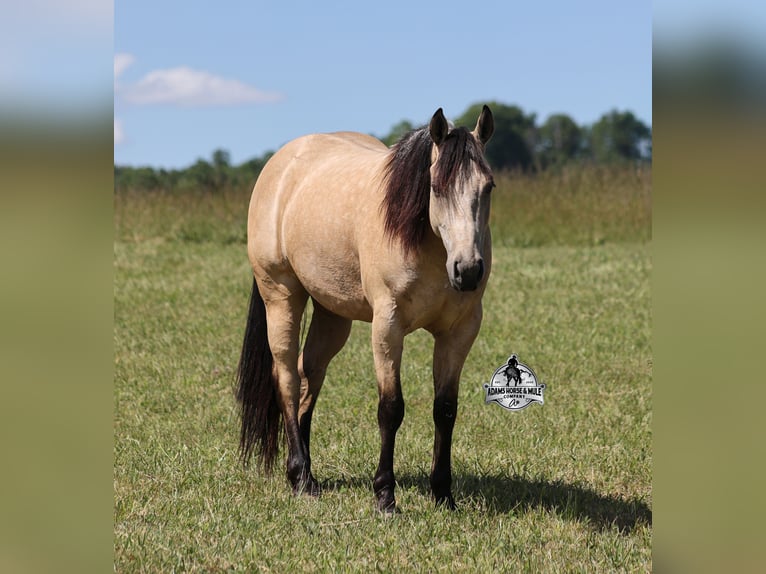 Quarter horse américain Hongre 7 Ans 142 cm Buckskin in Mount Vernon