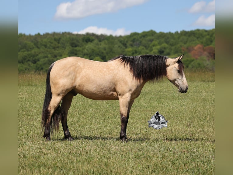 Quarter horse américain Hongre 7 Ans 142 cm Buckskin in Mount Vernon