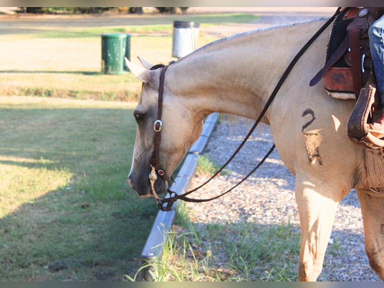 Quarter horse américain Hongre 7 Ans 142 cm Isabelle in De Kalb