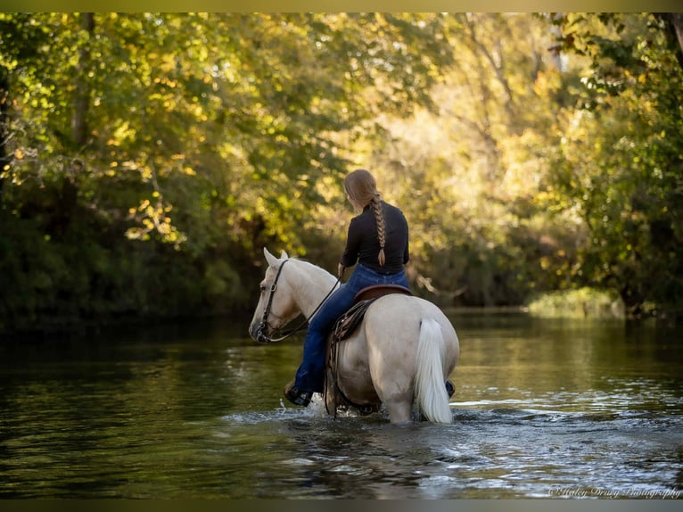 Quarter horse américain Hongre 7 Ans 142 cm Palomino in Auburn