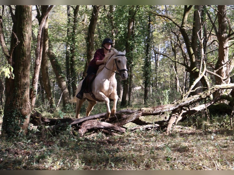 Quarter horse américain Hongre 7 Ans 142 cm Palomino in Auburn